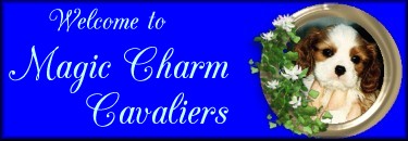 Magic Charm Cavaliers