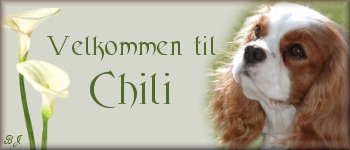 Chili's Cavalier King Charles Spaniels
