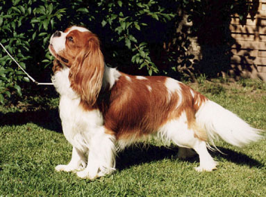 Harvey sommer_1999.jpg (245725 bytes)