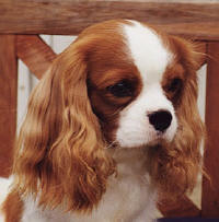 Louie_2ar.jpg (28440 bytes)