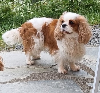 Luci